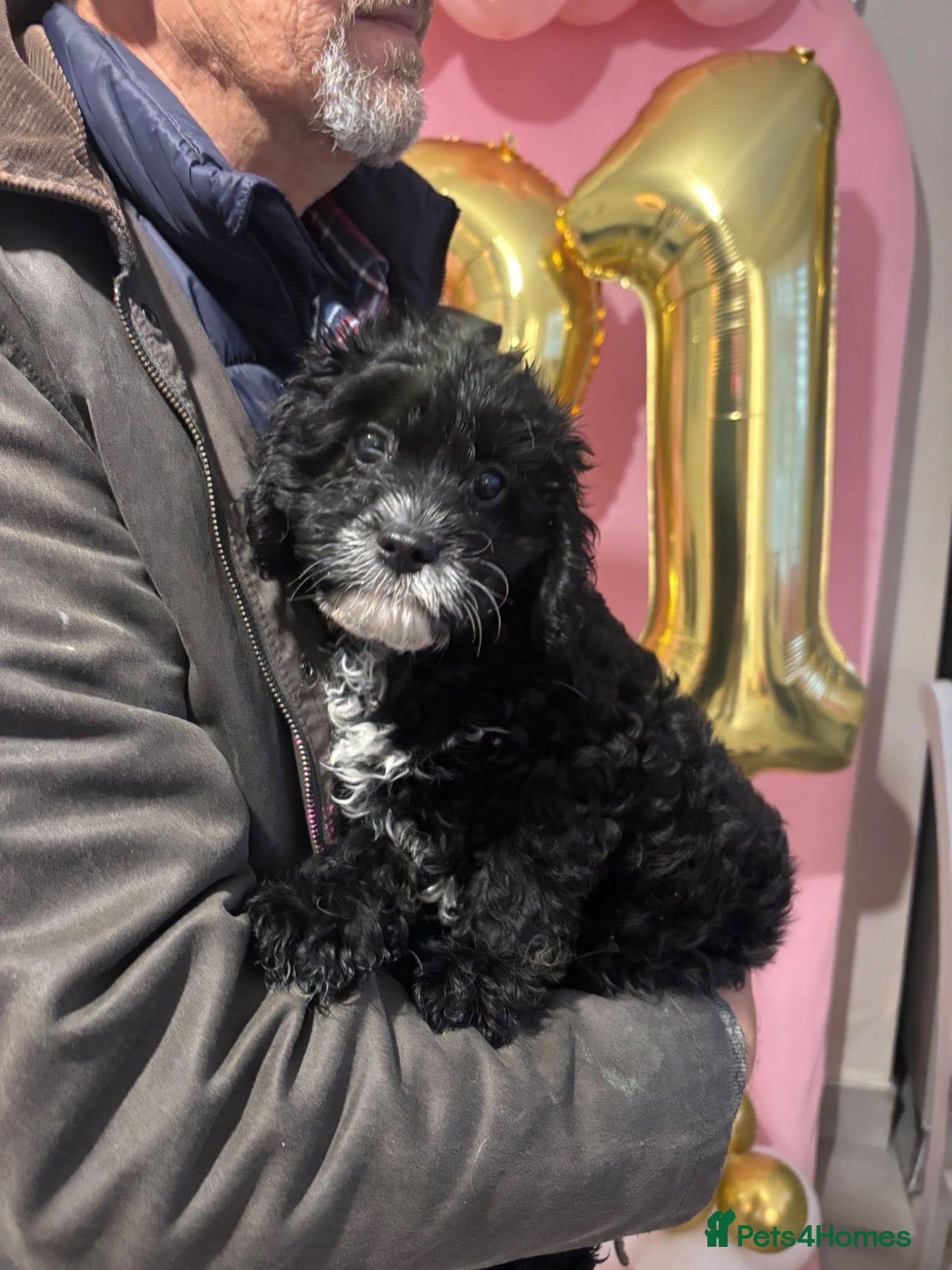 Cavapoo dogs for sale: Cavapoo  - Advert 1