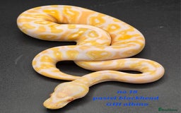 Python Snake reptiles for sale: Various ball python's  - Image 6