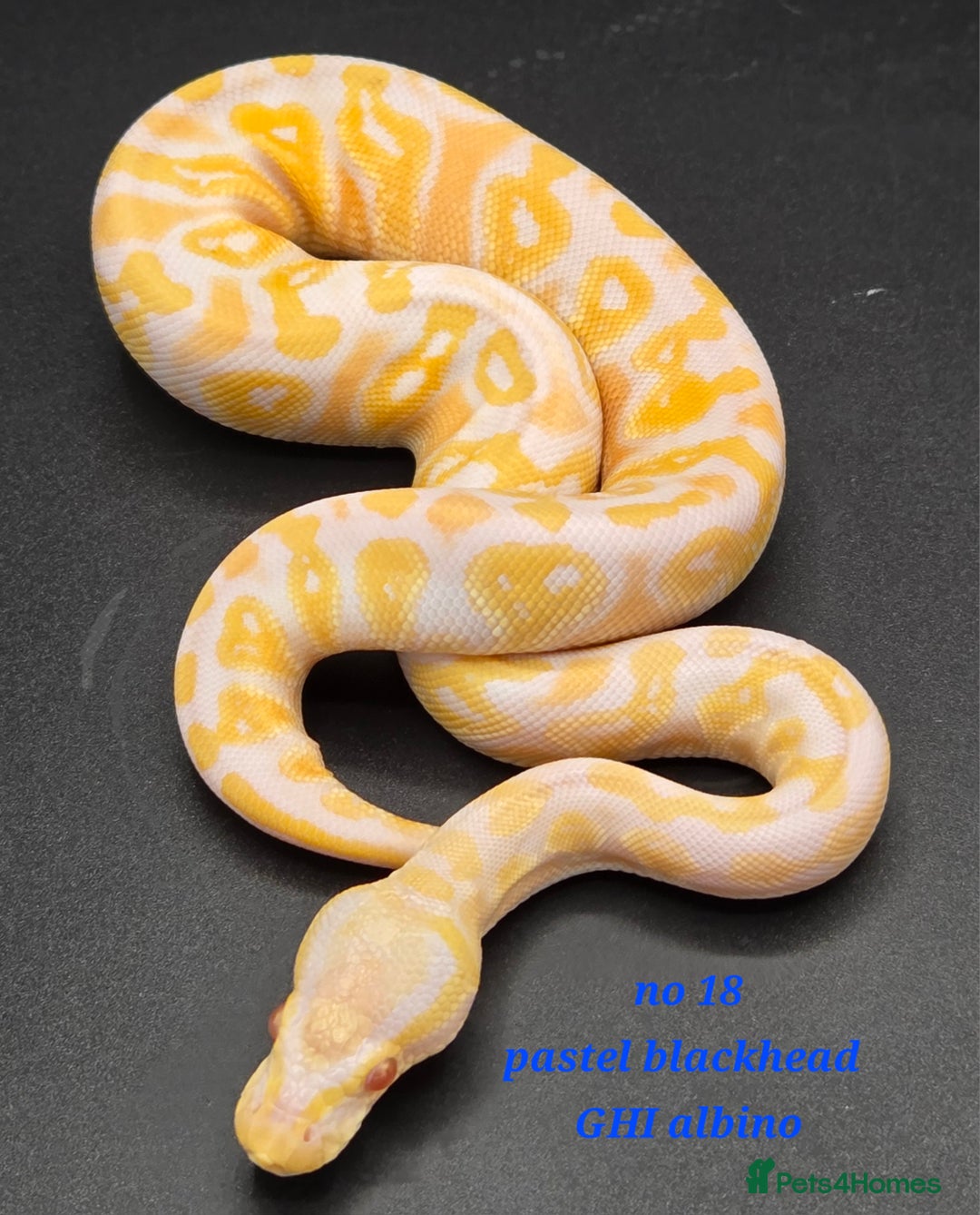 Python Snake reptiles for sale: Various ball python's  - Image 6