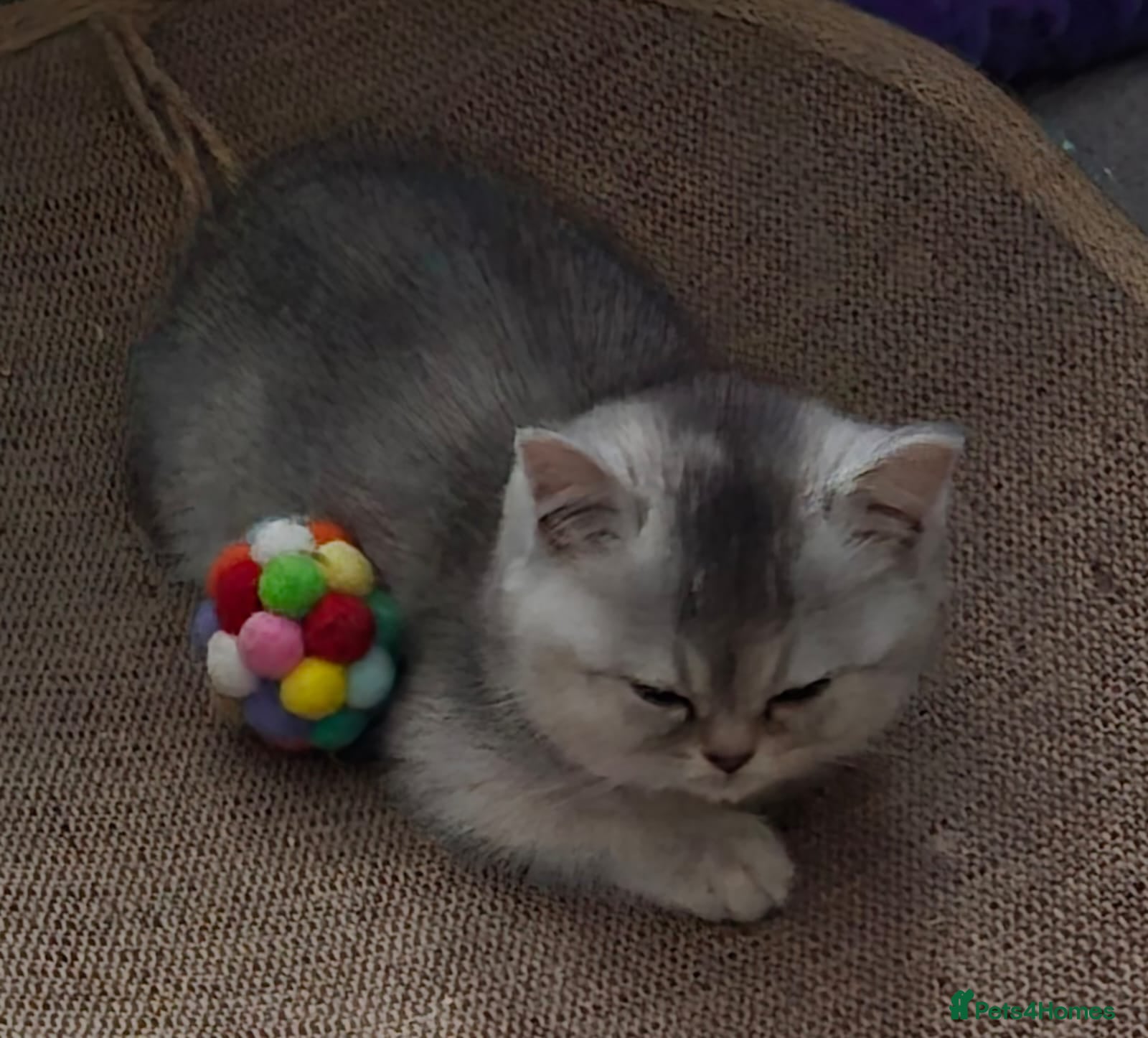 Mixed Breed cats Persian x  - Advert 9