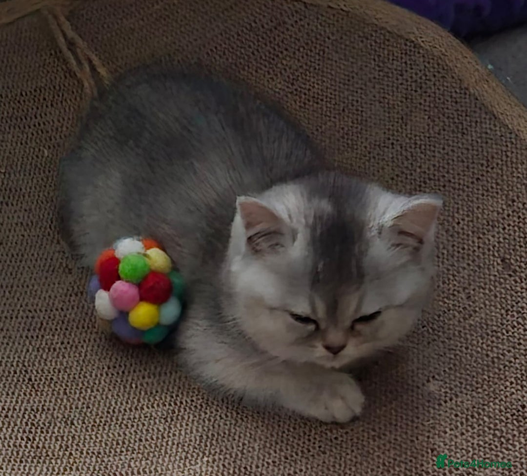 Mixed Breed cats for sale: Persian x  - Advert 2