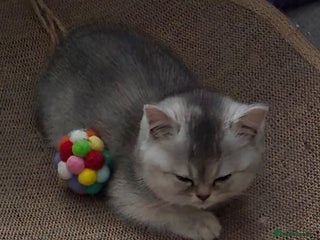 Mixed Breed cats Persian x - Advert 7