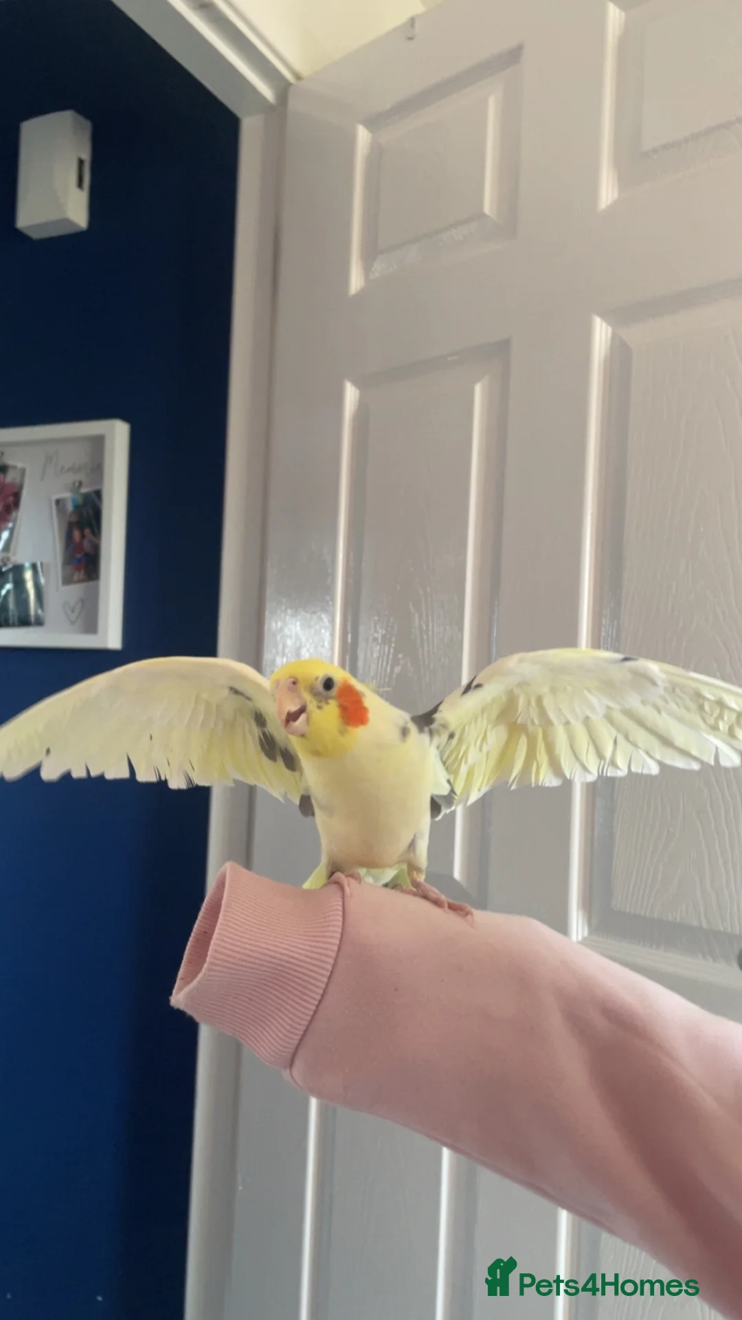 Cockatiels birds for sale: Georgie - Advert 2