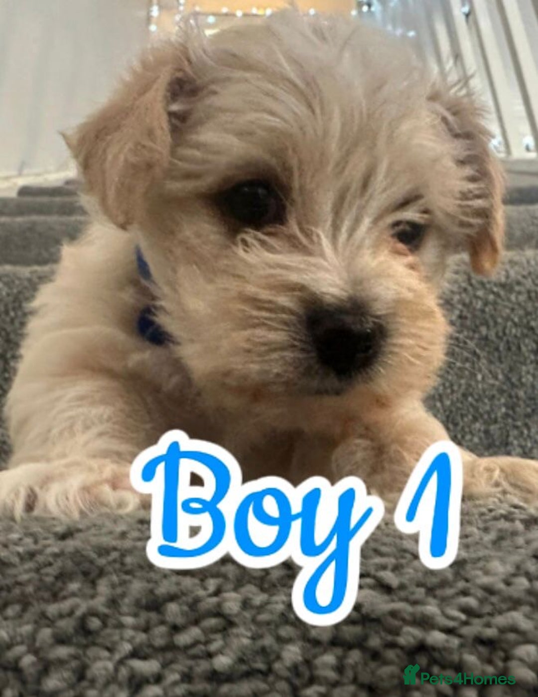 Mixed Breed dogs for sale: 🐾 Adorable Puppies Ready for Forever Homes 🐾 - Advert 4