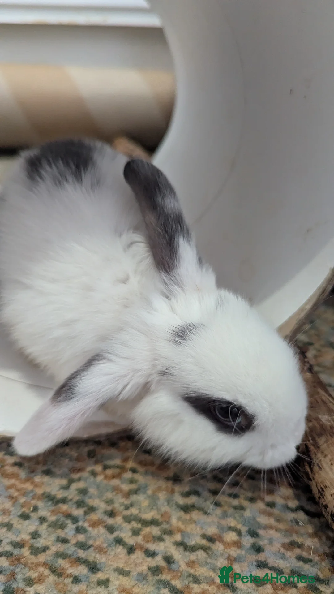 Mixed Breed rabbits for sale: 2 X Baby Rabbits (Lop) in Southampton - Advert 8