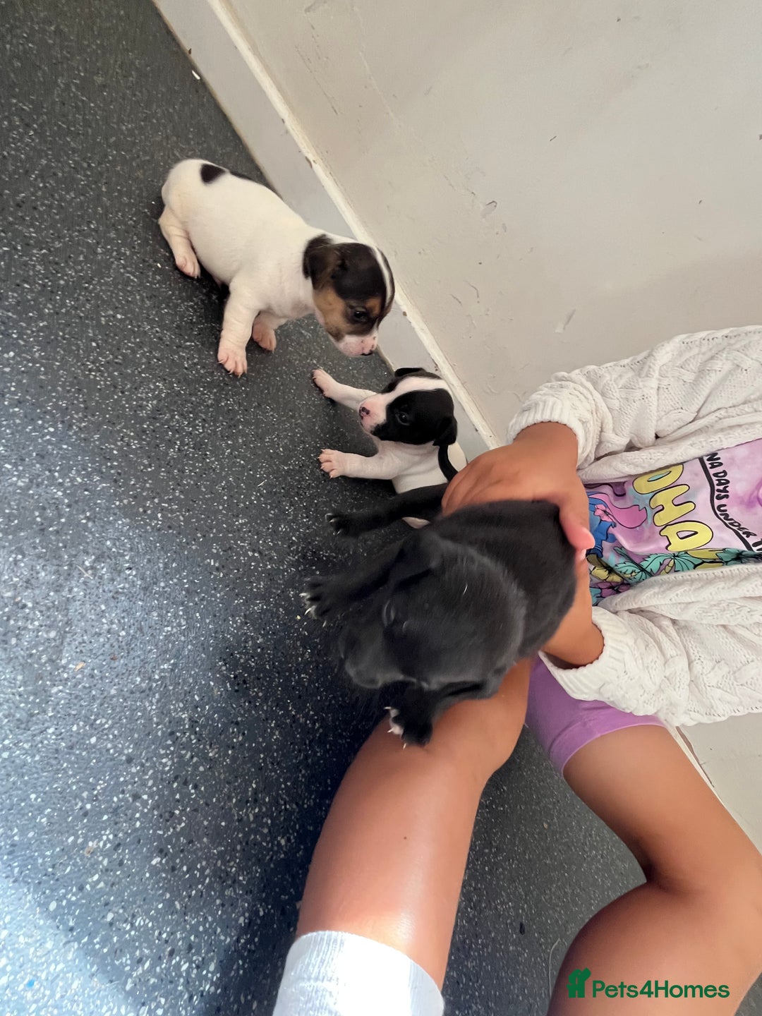 Jack Russell dogs for sale: 2 puppies for sales - Image 1