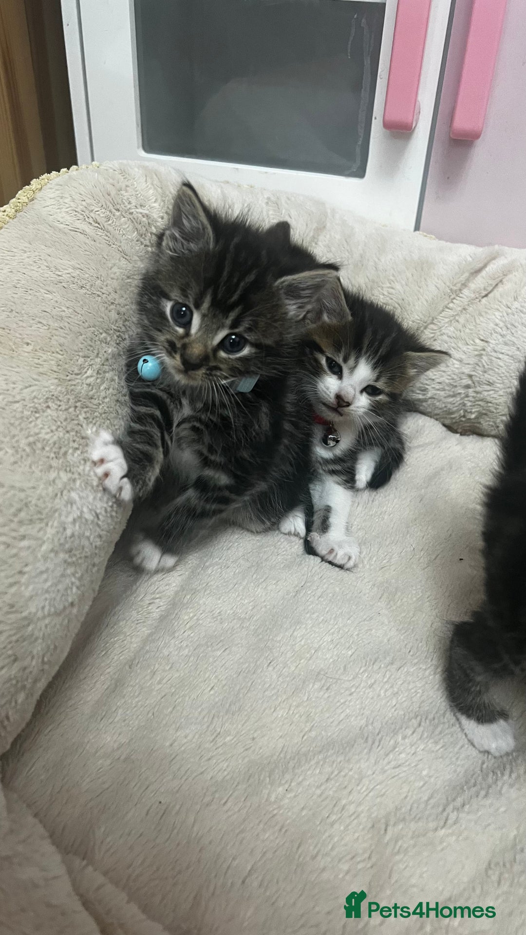 Bengal cats for sale: Beautiful bengals litter of 7😍 - Advert 5