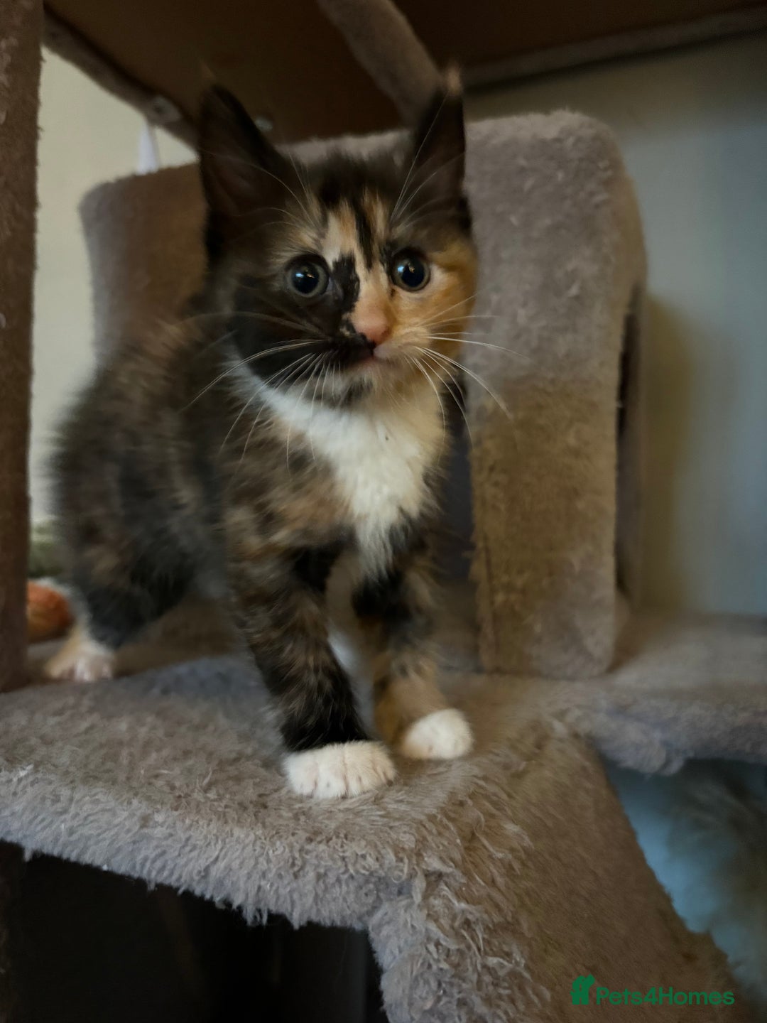 RagaMuffin cats for sale: Beautiful Ragamuffin Kittens Ready December 24th   - Advert 14