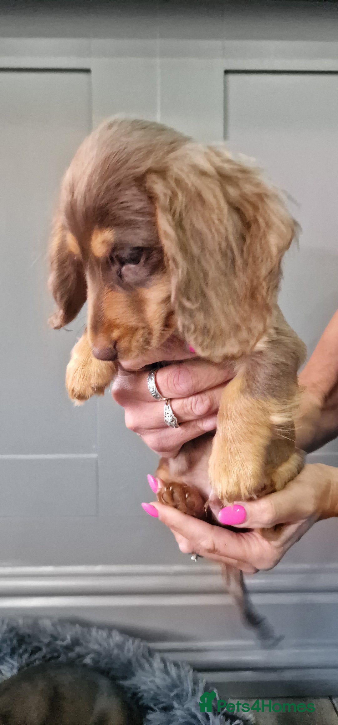 Miniature Dachshund dogs for sale: LAST TWO GORGEOUS MINIATURE DACHSHUNDS - Advert 24