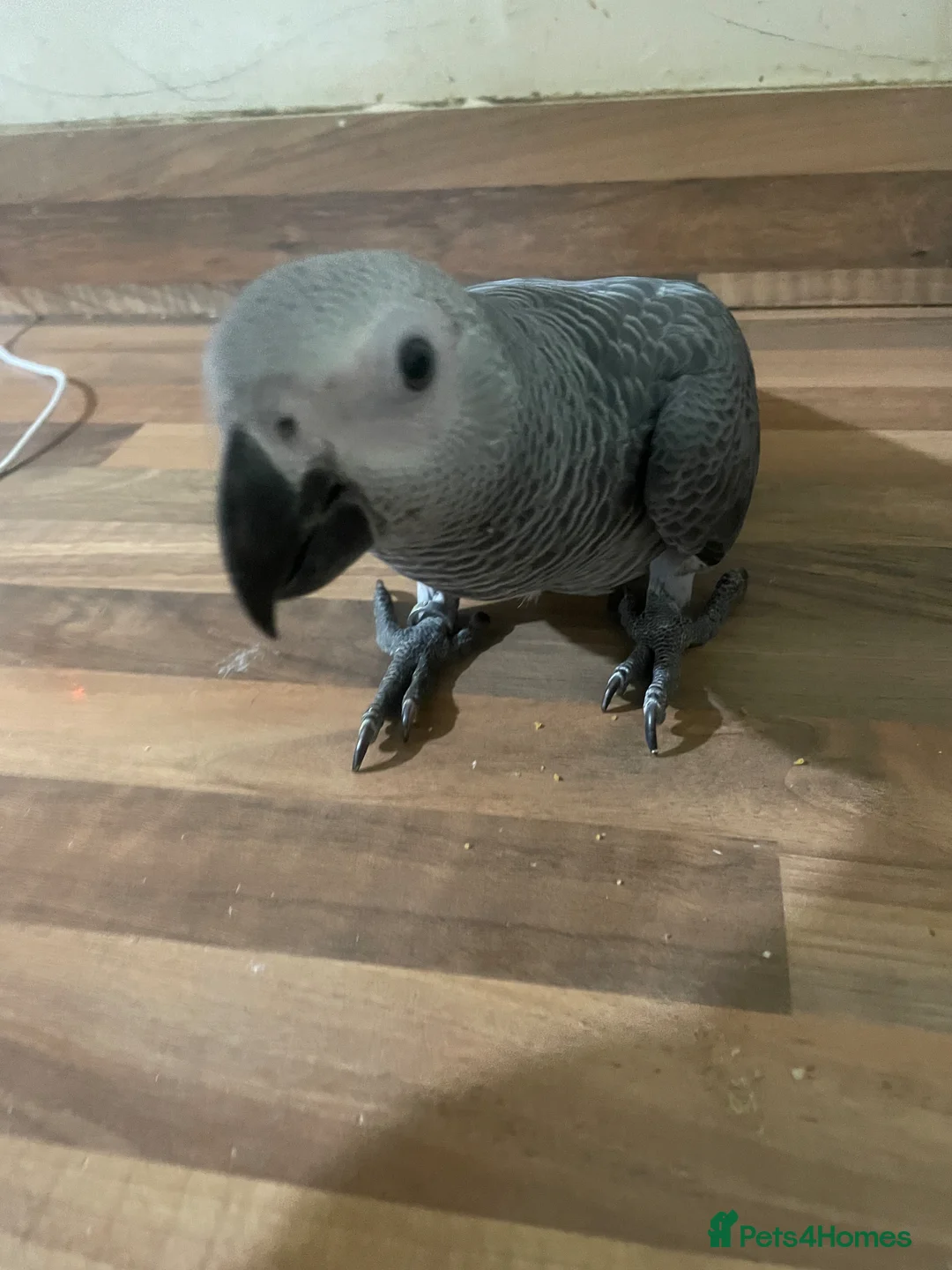 Parrots birds for sale: Silly tame baby Congo African grey set up  - Advert 2
