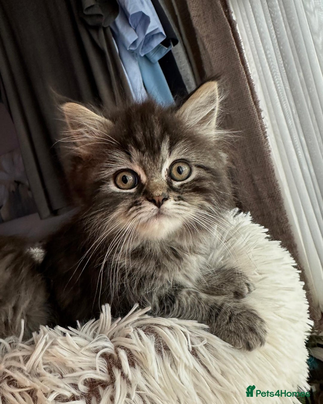 Siberian cats for sale: 🩵 4 adorable male Siberian x Persian kittens 🩵 - Advert 3