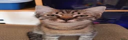 Mixed Breed cats for sale: Rag doll cross kittens - Advert 22