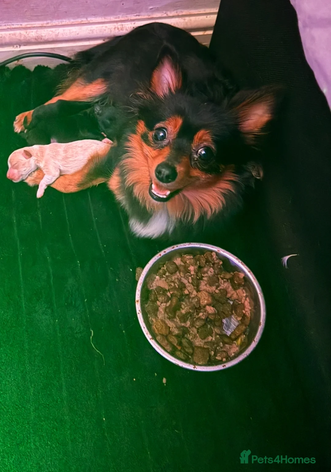 Pomeranian dogs for sale: Fox Face Pomeranian puppies ready to leave  in Liverpool - Advert 2