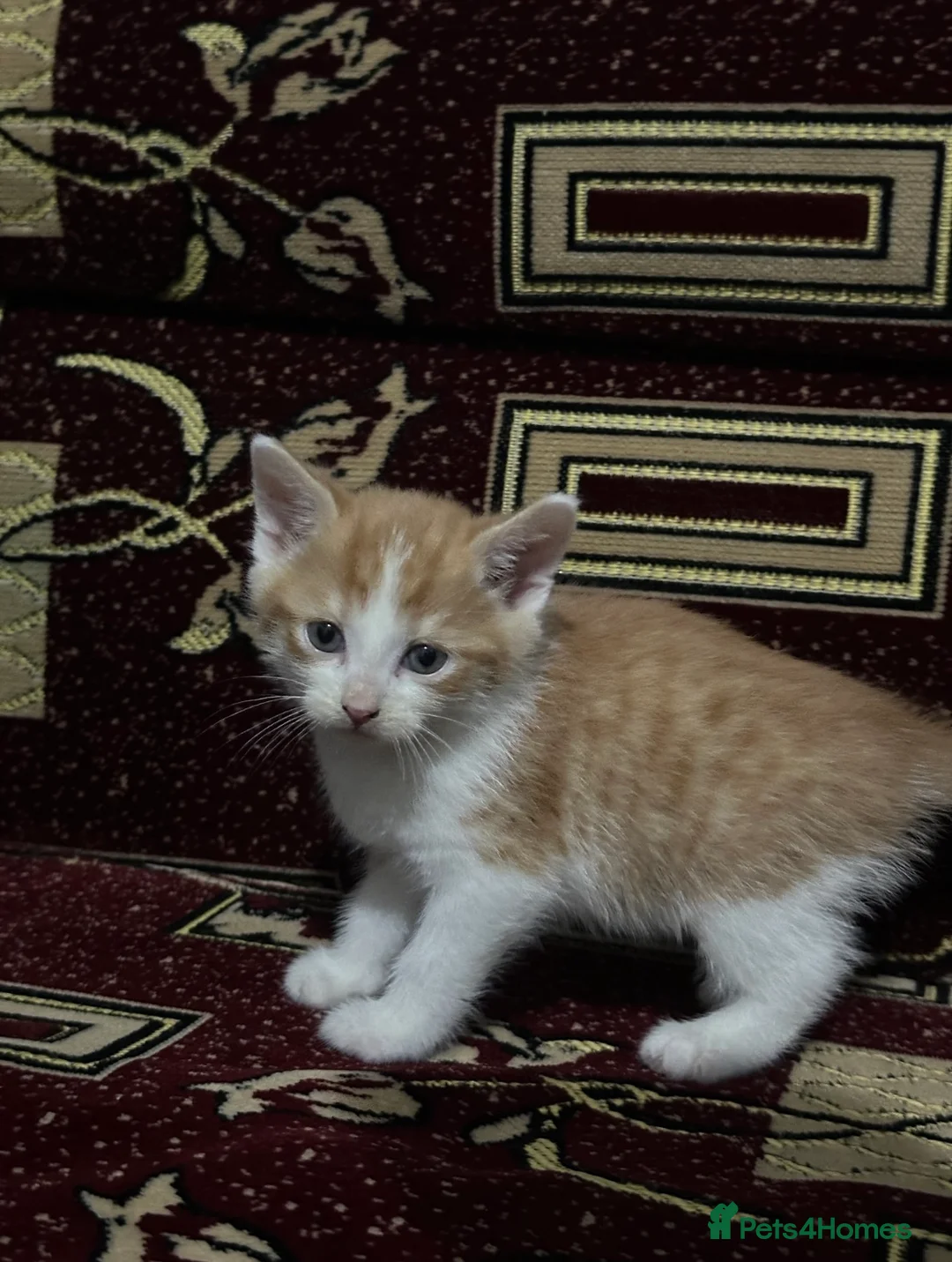 Mixed Breed cats for sale: Cute kittens now for sale!!! - Advert 2