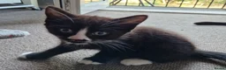 Mixed Breed cats for sale: Tobi and Poppy are looking for a new home - Advert 15