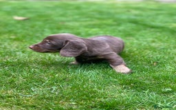 Miniature Dachshund dogs for sale: Kc Reg Long Haired Miniture Dachshund Puppies - Image 18