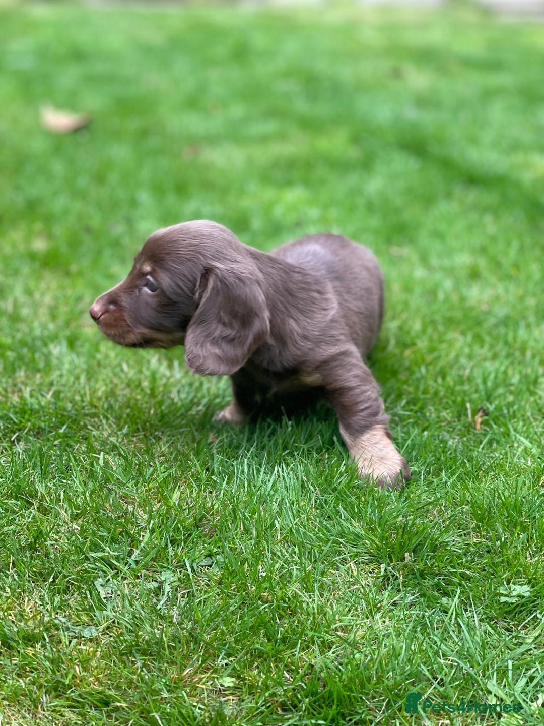 Miniature Dachshund dogs for sale: Kc Reg Long Haired Miniture Dachshund Puppies - Image 18