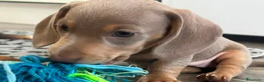 Miniature Dachshund 2