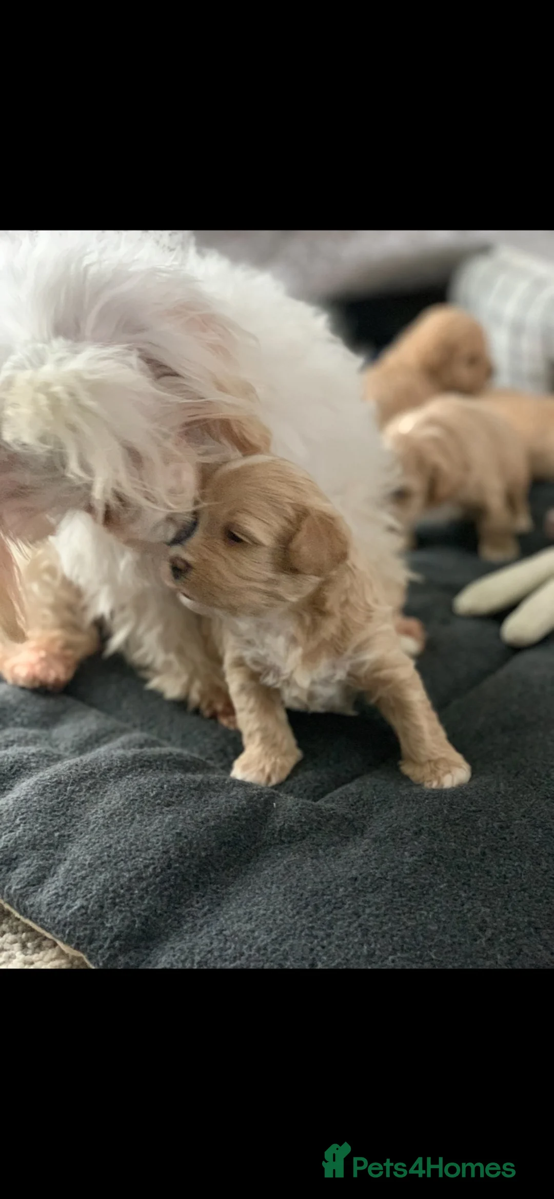 Maltipoo dogs for sale: Stunning litter of maltipoo Puppies - Advert 2