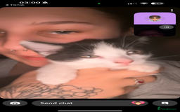 Domestic Shorthair cats for sale: 2 kittens available  - Image 7