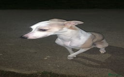 Whippet dogs for sale: WHIPPET RUNT GIRL  - Image 1