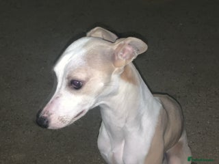 Whippet dogs WHIPPET RUNT GIRL - Advert 14