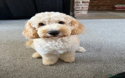 Cockapoo dogs for sale: 5 yr old Cockapoo & 1 year old Cockapoo - Image 9