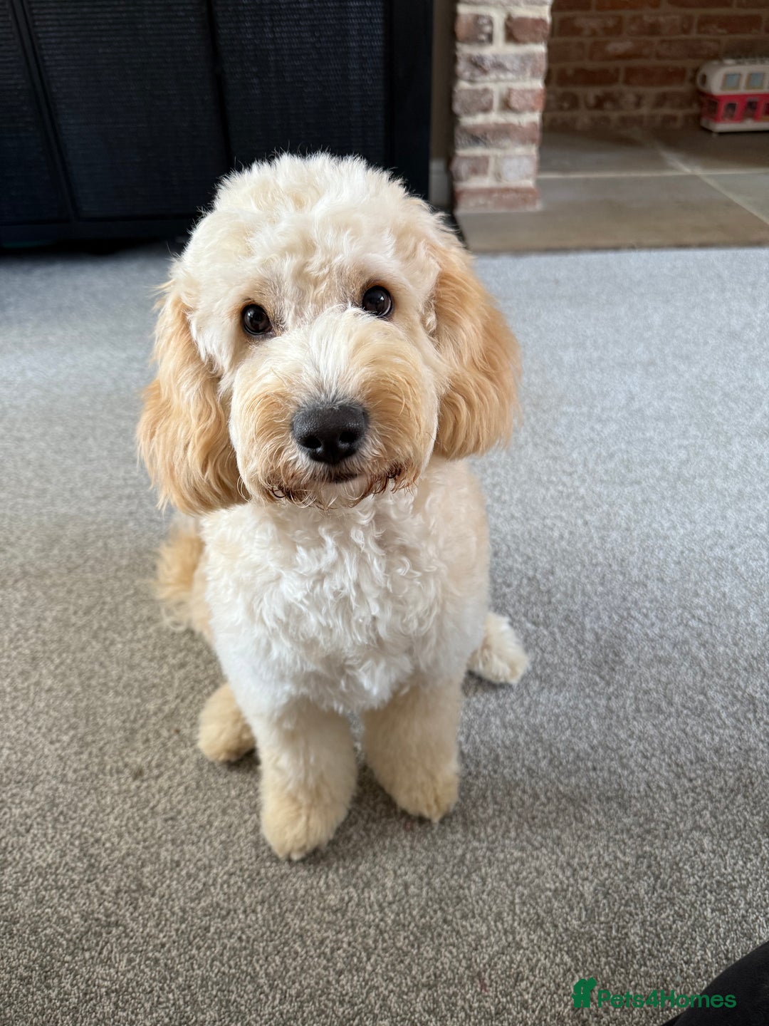 Cockapoo dogs for sale: 5 yr old Cockapoo & 1 year old Cockapoo - Image 9