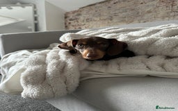 Miniature Dachshund dogs for sale: Miniature dachshund - Image 4