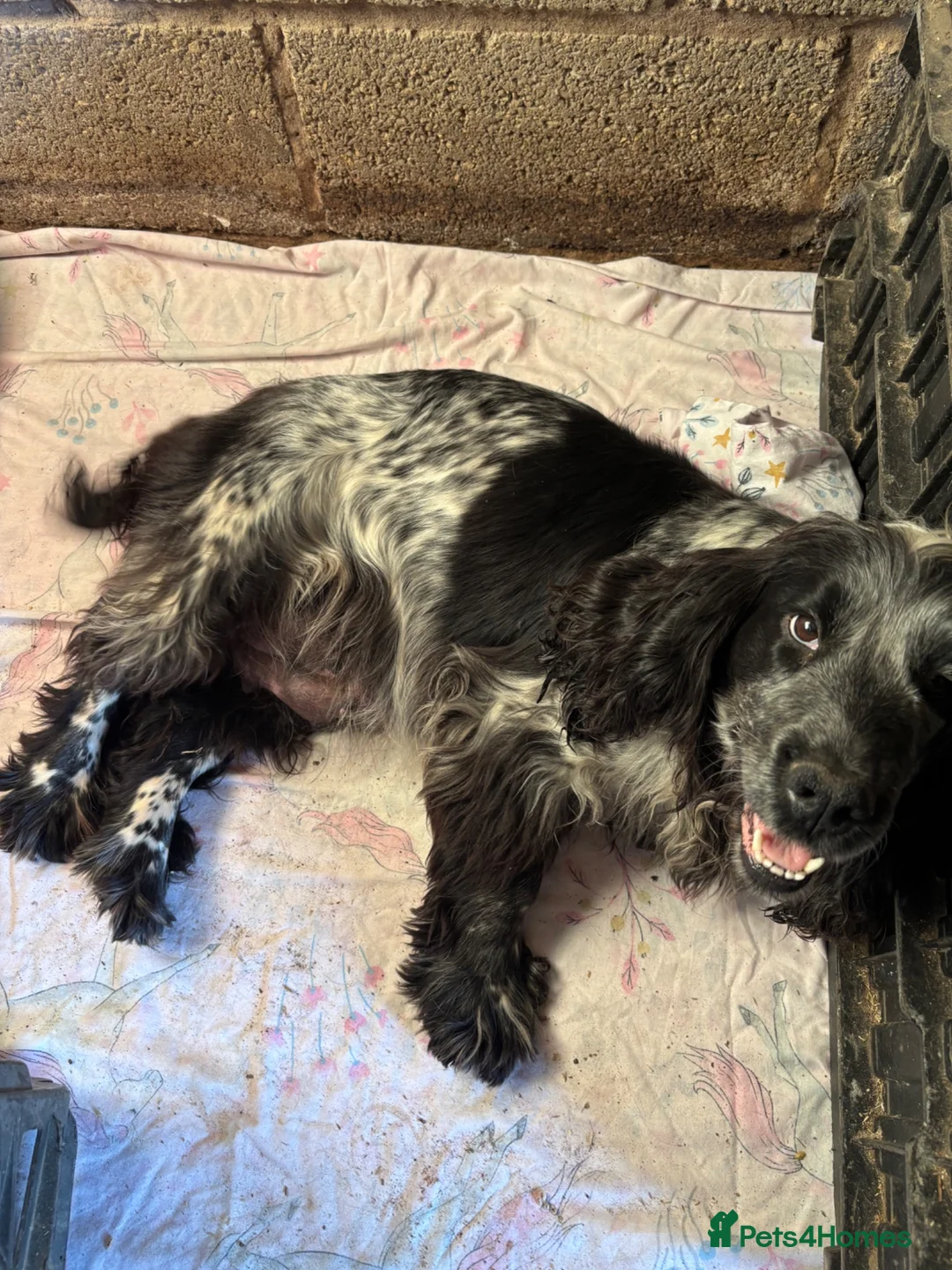 Cocker Spaniel dogs for sale: Cocker spaniel pups  in Castleford - Advert 1