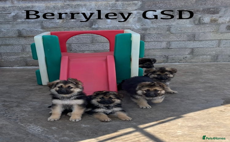 German Shepherd dogs - Advert 2