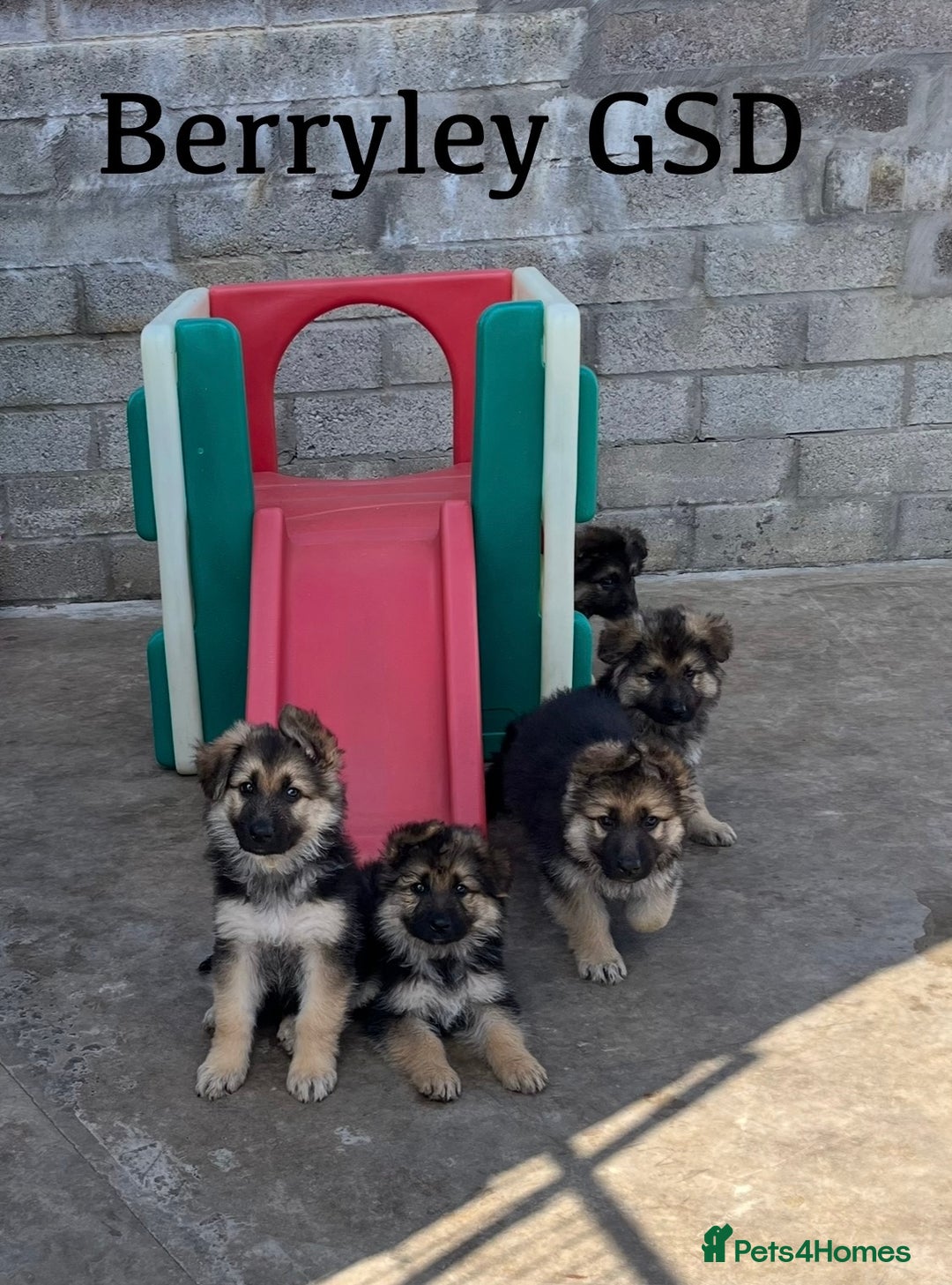 German Shepherd dogs for sale: German shepherd pups - Image 1