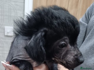 Mexican Hairless dogs Mexican hairless mini puppies for sale - Advert 3