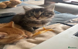Domestic Shorthair cats for sale: Three kittens needing forever homes  - Image 2