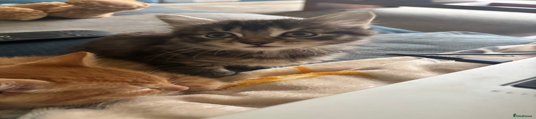 Domestic Shorthair Kitten 3