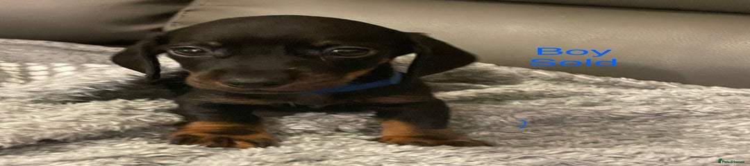 Miniature Dachshund Puppy 4