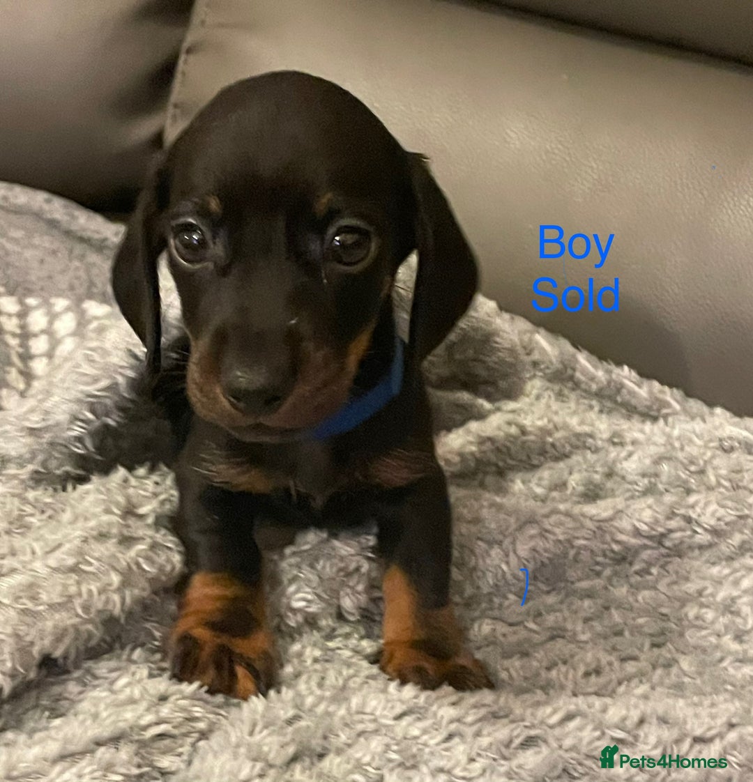 Miniature Dachshund dogs for sale: Roxy has had 6 Miniture dachshunds  - Image 5