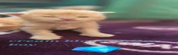 Maine Coon cats for sale: Stunning maincoon litter  - Advert 13