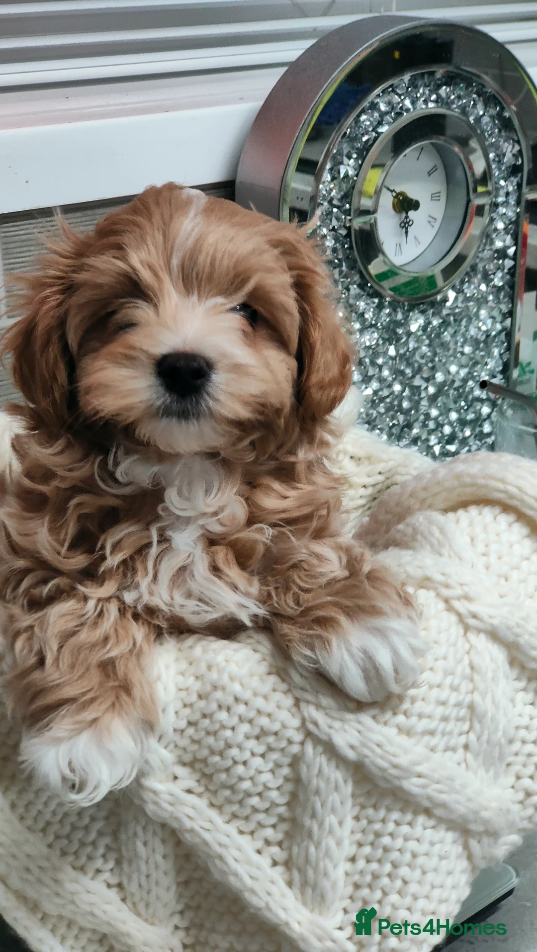 Maltipoo dogs for sale: Exclusive F1 Tiny Asian Maltipoo Puppies  - Advert 16