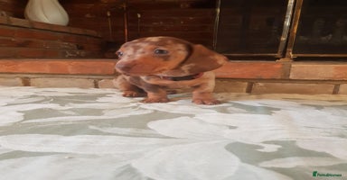 Miniature Dachshund dogs - Advert 15