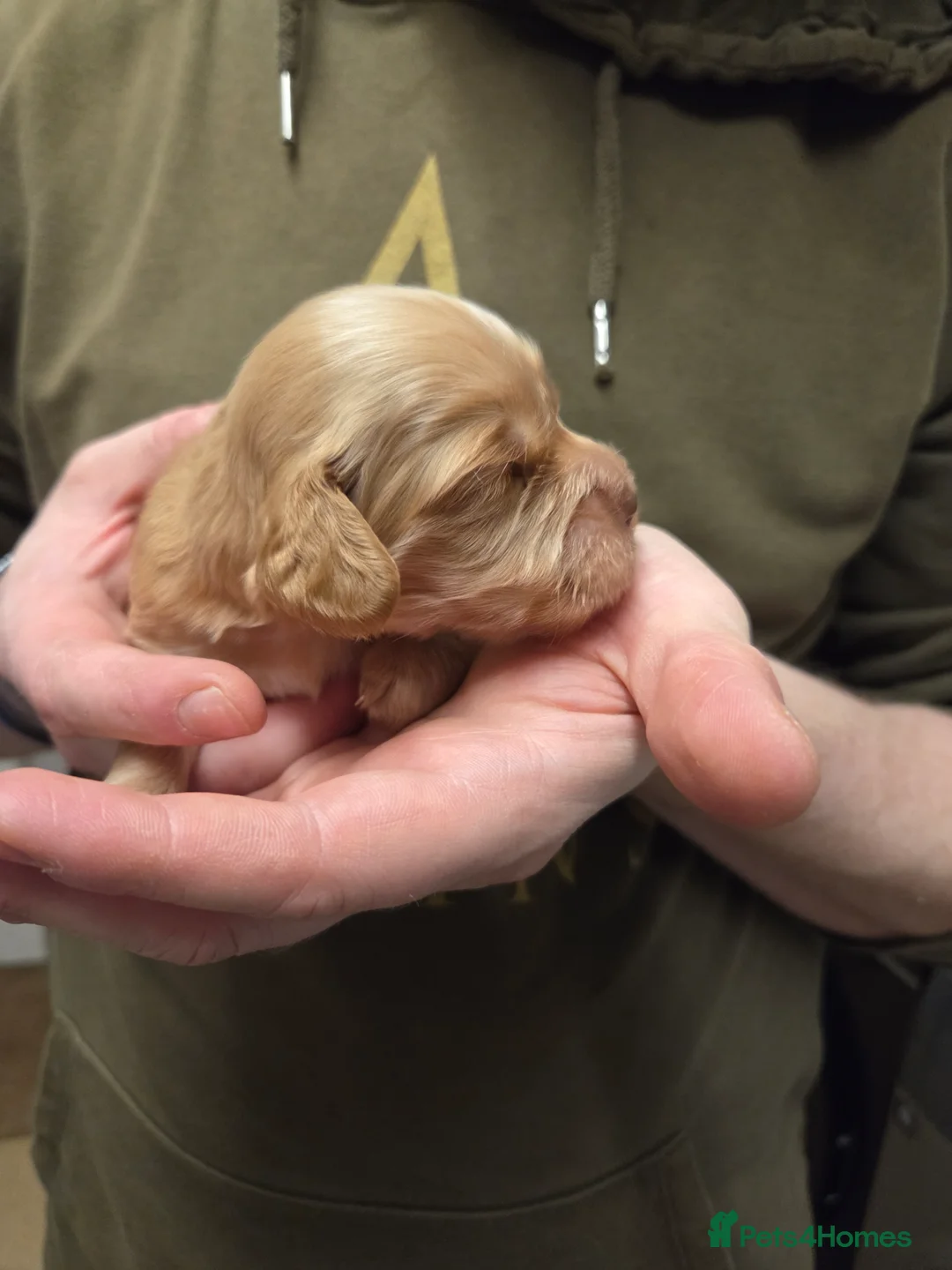 Cocker Spaniel dogs for sale: 8 Beautiful KC Reg Cocker Spaniel Puppies - Advert 6