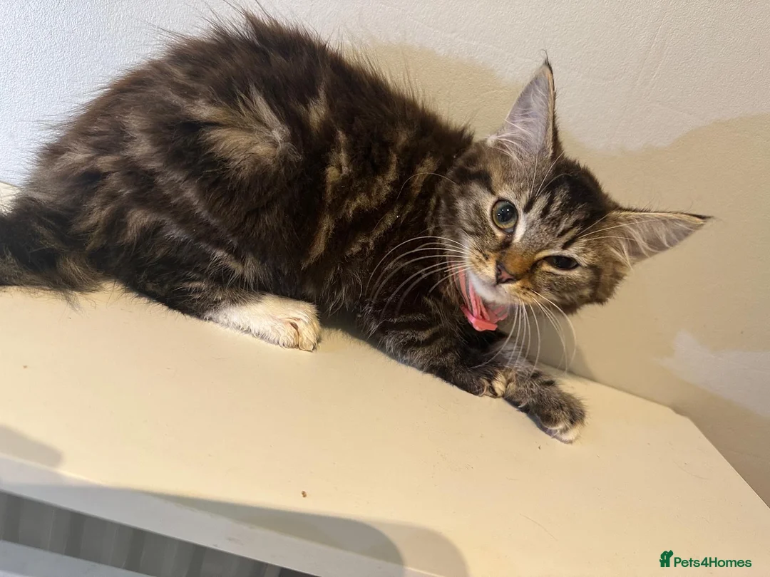 Bengal cats for sale: 2 half bengal female kittens - Advert 3