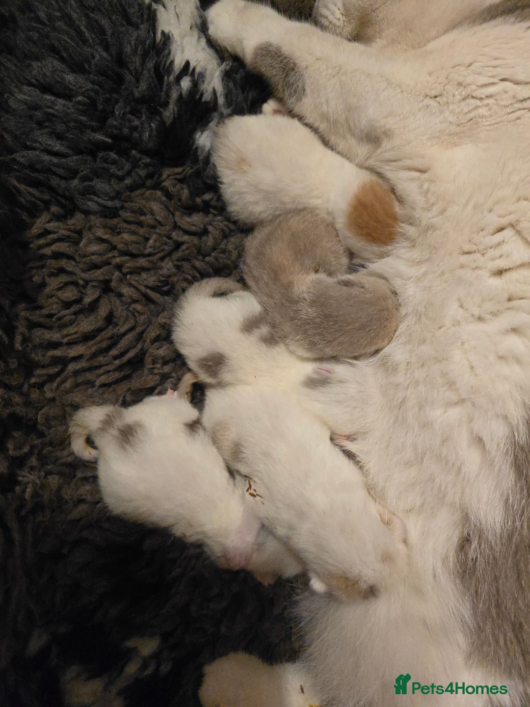 British Shorthair cats for sale: Stunning British Shorthair Kittens  - Advert 16