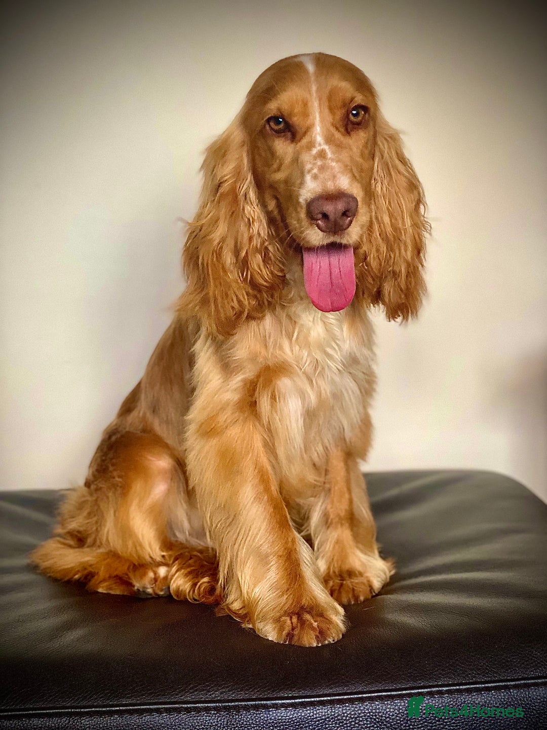 Cocker Spaniel dogs for sale: New litter of quality KC show cocker spaniels  - Advert 14