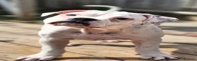 Dorset Olde Tyme Bulldogge 3