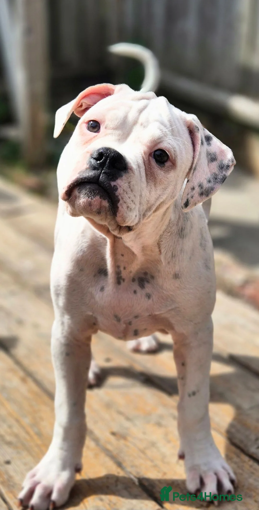 Dorset Olde Tyme Bulldogge dogs for sale: Dorset olde tyme bulldog for sale  - Advert 2