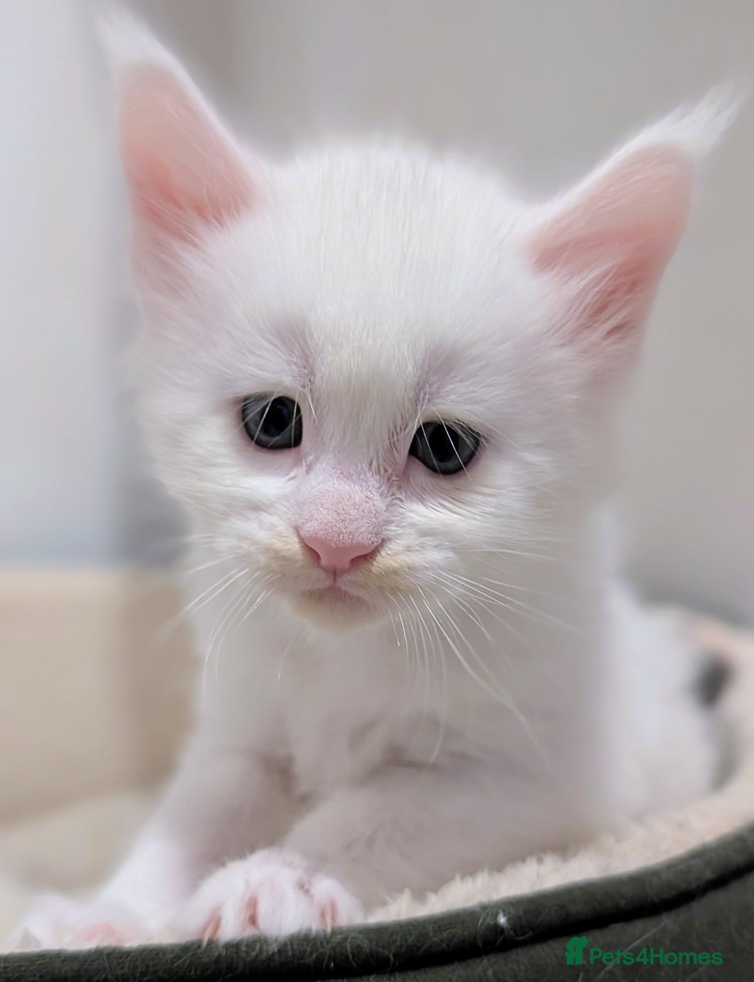 Maine Coon cats for sale: Beautiful Tica Registered Maine Coon Kittens  - Advert 16