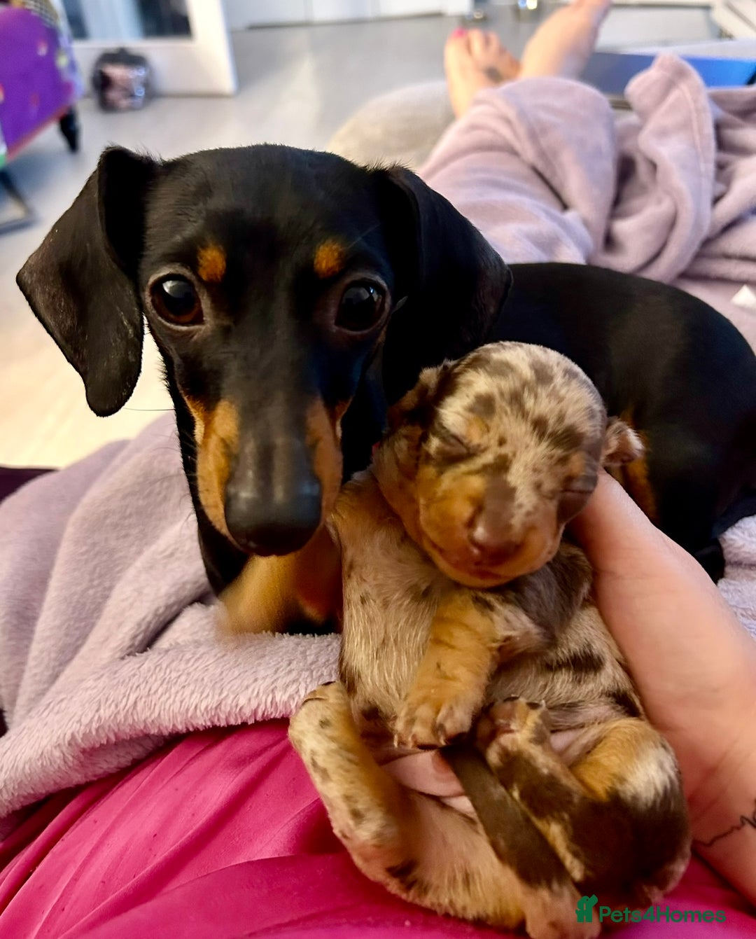 Miniature Dachshund dogs for stud: Chocolate Dapple Miniature Dachshund *STUD* - Image 7