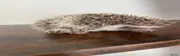 Pygmy Hedgehog rodents for sale: Ready now - Female Pygmy Hedgehog - Advert 4