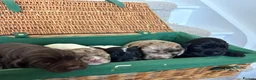 Cocker Spaniel dogs for sale: Cocker spaniel puppies  - Advert 12